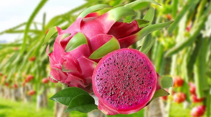 xây dựng thương hiệu trái thanh long Việt